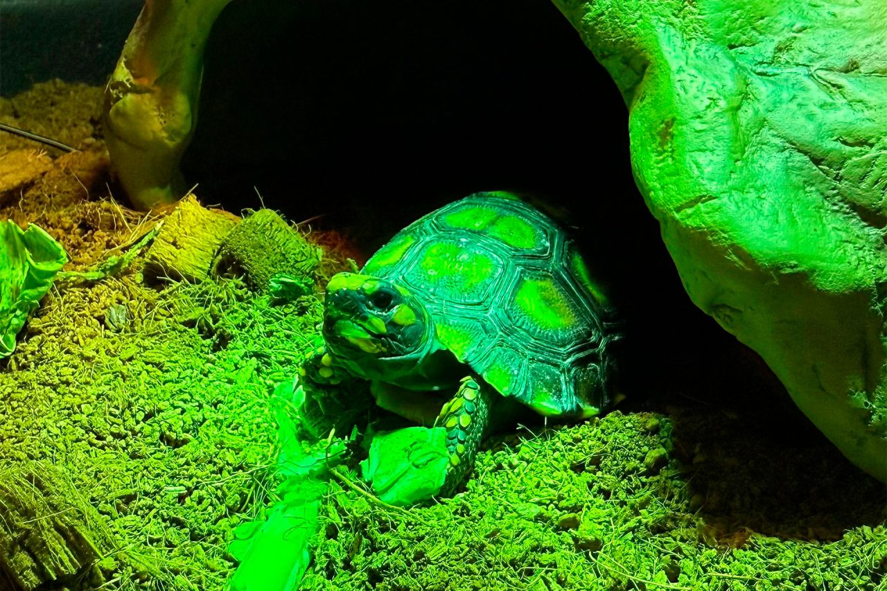 Convivência com os animais