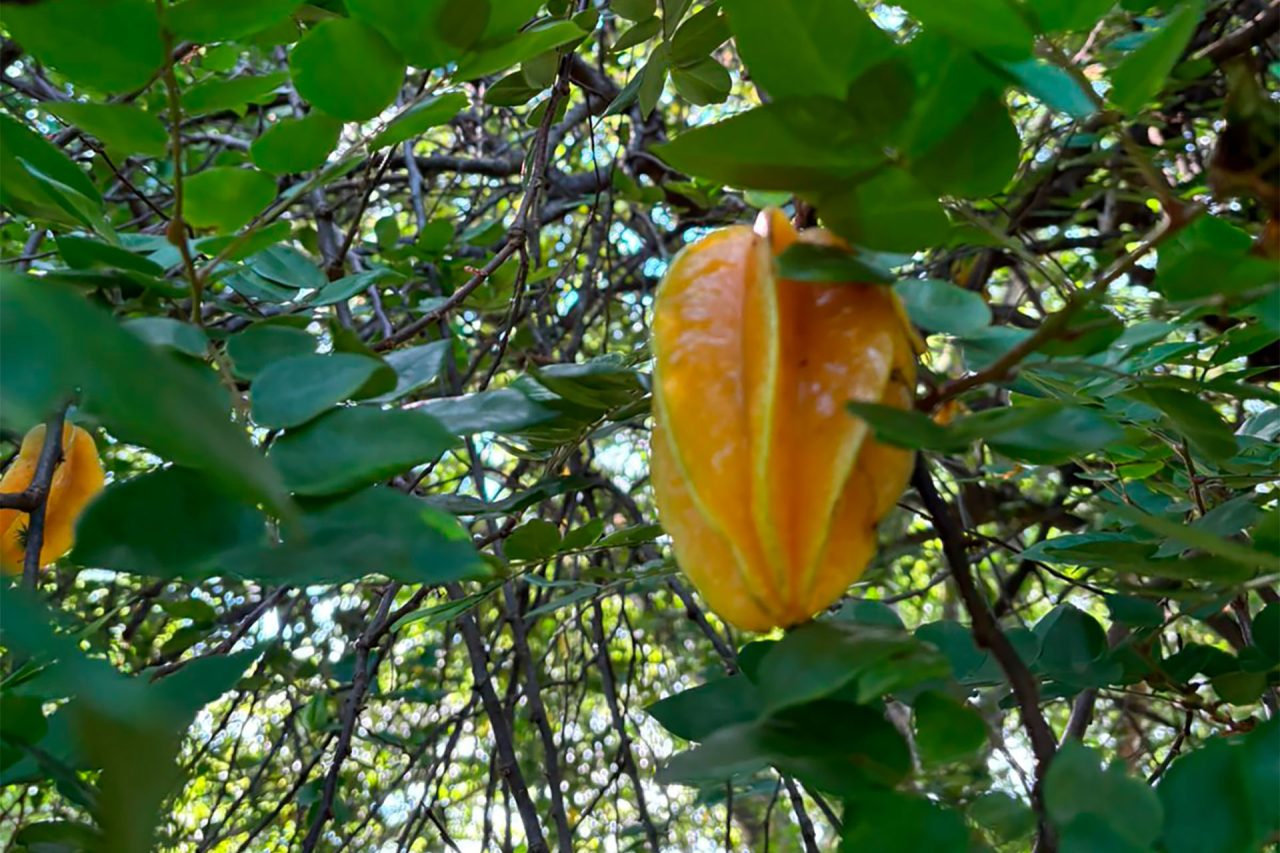 Uma delícia de Pomar