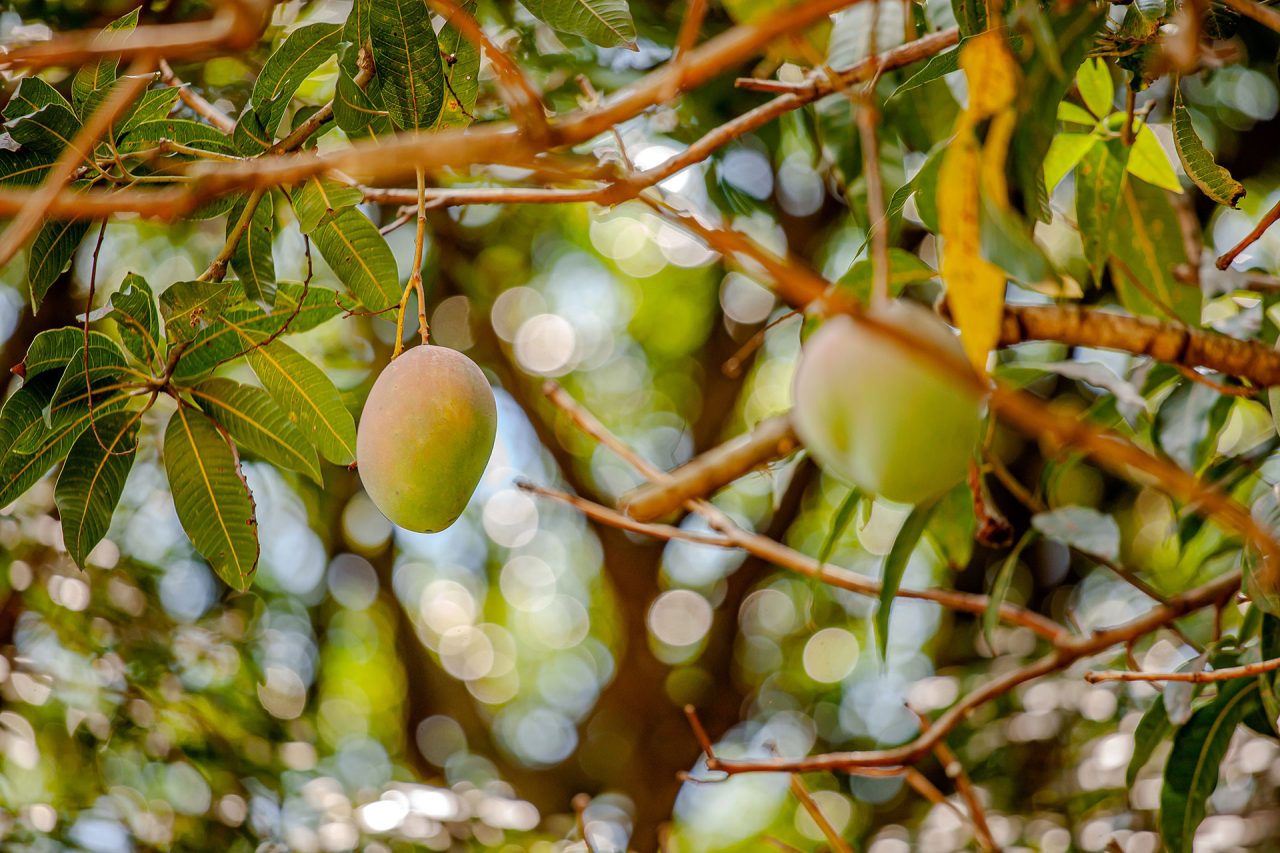 Pomar da Dona Eny: um festival de saborese conhecimento!