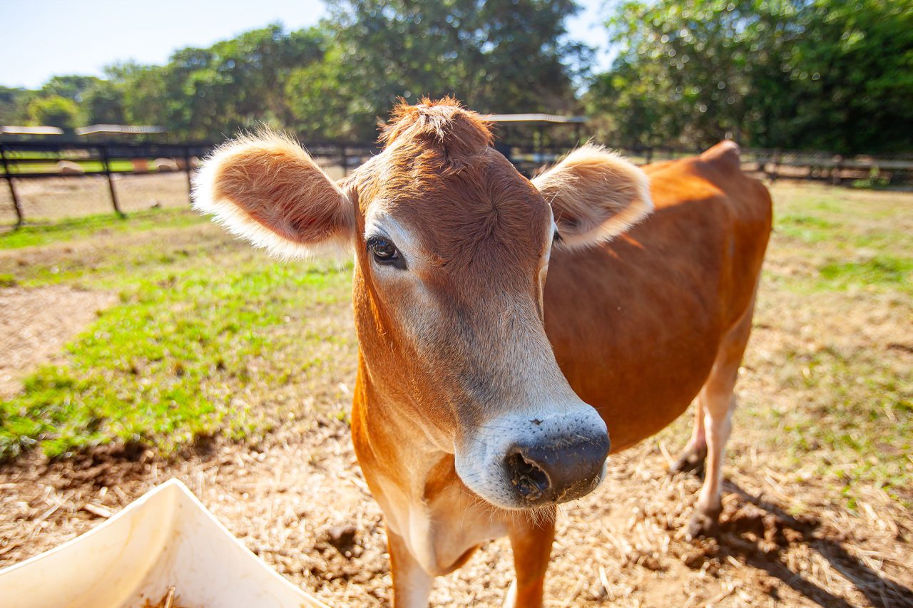 Conheça nossas estrelas leiteiras!