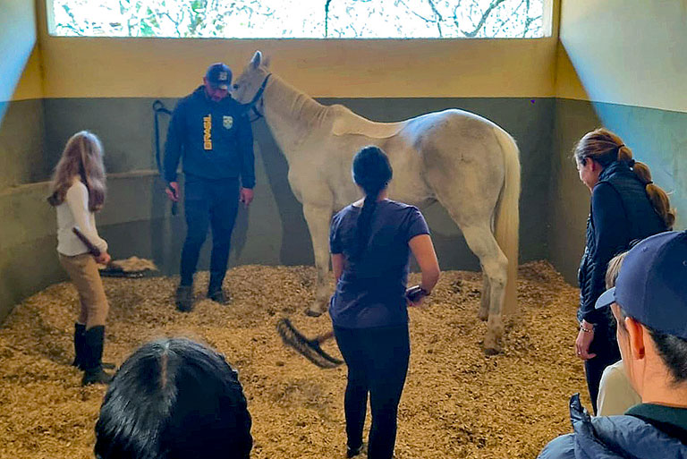 Imersão no mundo equestre